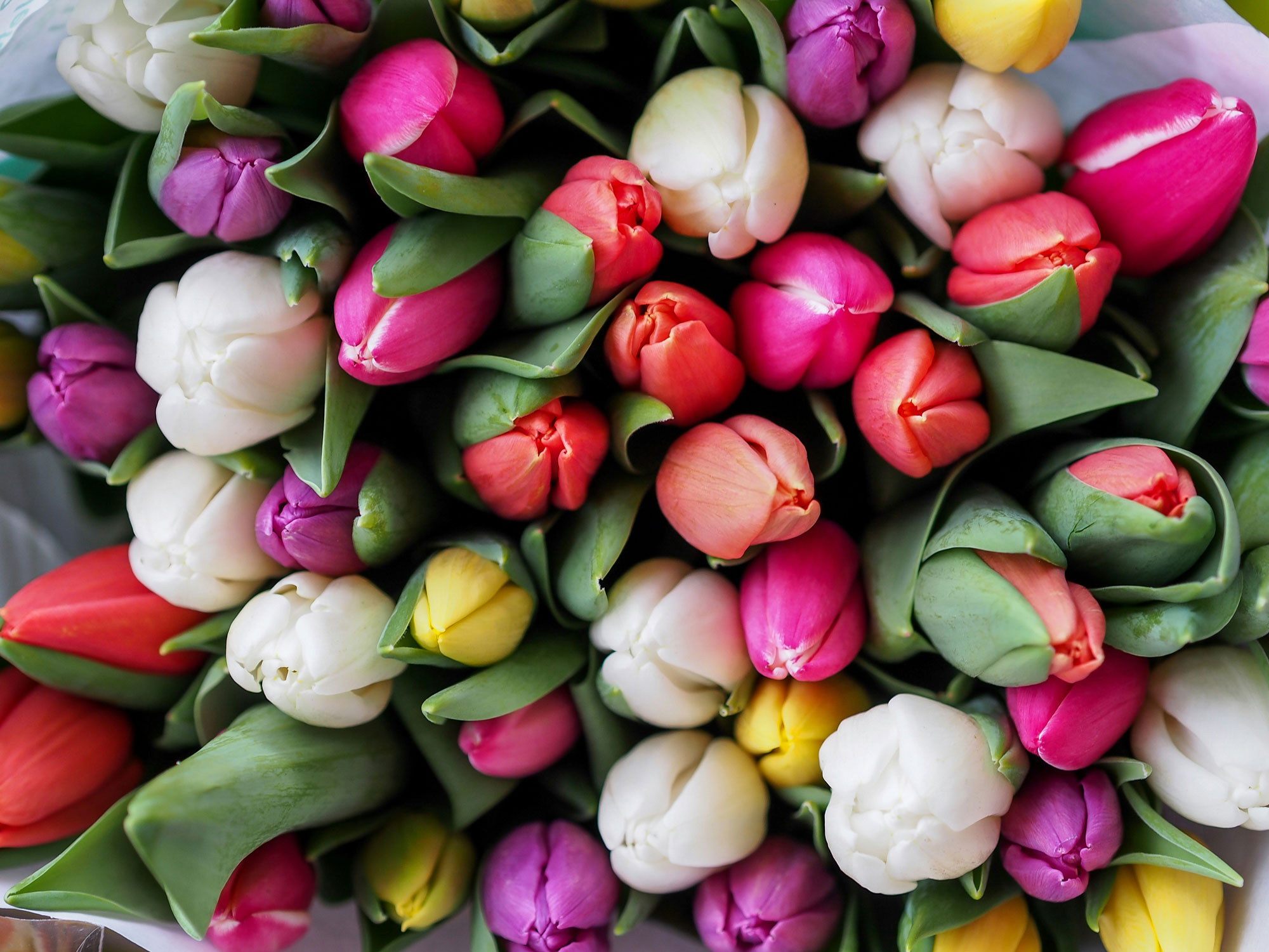 bunte Tulpen